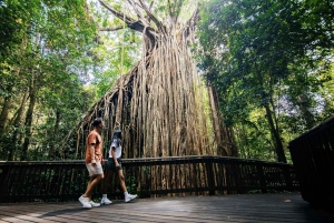 Brisbane till Daintree Whitsundays & Reef 9 dagars komforttur