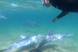 Bunbury: Zwemmen met dolfijnen