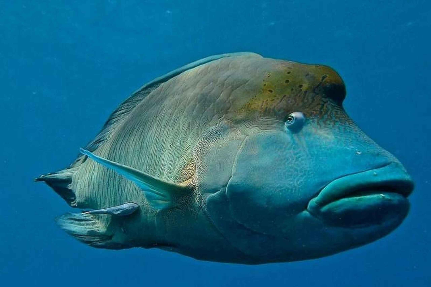 Cairns: 2-Day Great Barrier Reef Dive and Snorkel Boat Trip