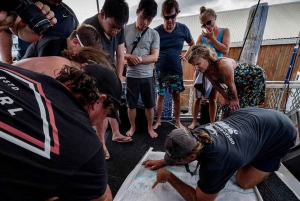 Cairns: 2-dagars båttur till Stora Barriärrevet med dykning och snorkling