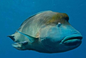 Cairns: 2-dagars båttur till Stora Barriärrevet med dykning och snorkling