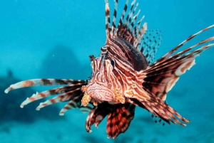 Cairns: 2-dagars båttur till Stora Barriärrevet med dykning och snorkling