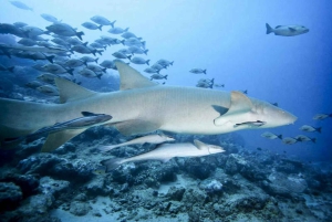 Cairns: 2-dagars båttur till Stora Barriärrevet med dykning och snorkling