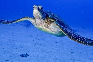 Cairns: 2-dagars båttur till Stora Barriärrevet med dykning och snorkling