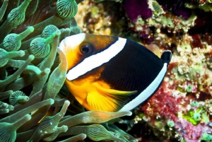 Cairns: 2-dagars båttur till Stora Barriärrevet med dykning och snorkling