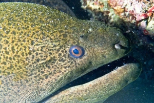 Cairns: 2-dagars båttur till Stora Barriärrevet med dykning och snorkling