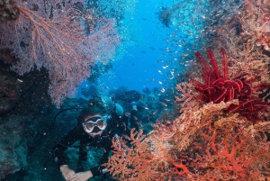 Cairns: 2-dagars båttur till Stora Barriärrevet med dykning och snorkling