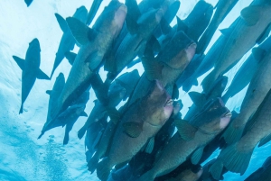 Cairns: 2-dagars båttur till Stora Barriärrevet med dykning och snorkling