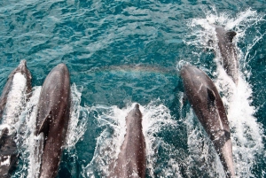 Cairns: 2-dagars båttur till Stora Barriärrevet med dykning och snorkling