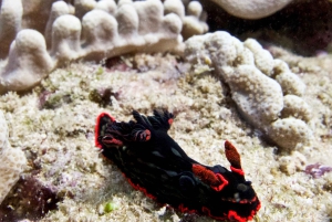 Cairns: 2-dagars båttur till Stora Barriärrevet med dykning och snorkling