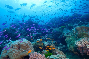 Cairns: 2-dagars båttur till Stora Barriärrevet med dykning och snorkling