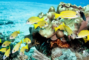 Cairns: 2-dagars båttur till Stora Barriärrevet med dykning och snorkling