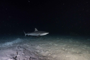Cairns: 2-dagars båttur till Stora Barriärrevet med dykning och snorkling
