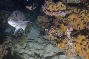 Cairns: 2-dagars båttur till Stora Barriärrevet med dykning och snorkling