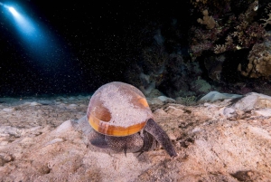 Cairns: 2-dagars båttur till Stora Barriärrevet med dykning och snorkling