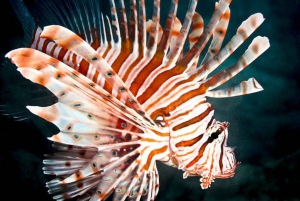 Cairns: 2-Day Great Barrier Reef Dive and Snorkel Boat Trip