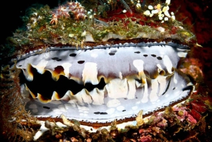 Cairns: 2-Day Great Barrier Reef Dive and Snorkel Boat Trip