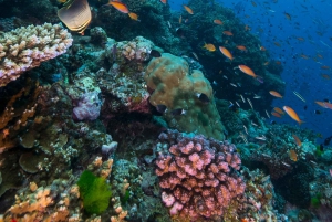 Cairns: 2-Day Great Barrier Reef Dive and Snorkel Boat Trip
