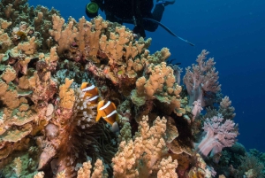 Cairns: 2-Day Great Barrier Reef Dive and Snorkel Boat Trip