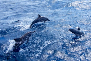Cairns: 2-Day Great Barrier Reef Dive and Snorkel Boat Trip