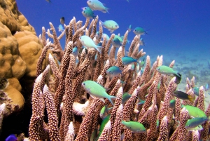 Cairns: 2-Day Great Barrier Reef Dive and Snorkel Boat Trip