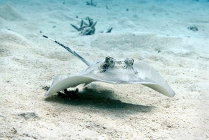 Cairns: 2-Day Great Barrier Reef Dive and Snorkel Boat Trip