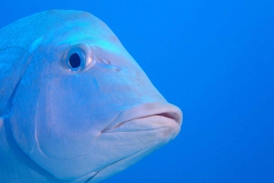 Cairns: 2-Day Great Barrier Reef Dive and Snorkel Boat Trip