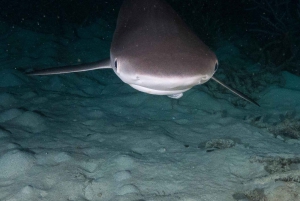 Cairns: 2-Day Great Barrier Reef Dive and Snorkel Boat Trip