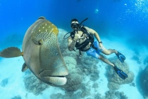Cairns: Corso PADI Open Water di 4 giorni per imparare ad immergersi