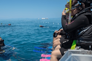 Cairns: Corso PADI Open Water di 4 giorni per imparare ad immergersi