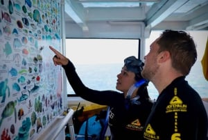 Cairns: Halvdags snorkling på Great Barrier Reef med alt inkluderet