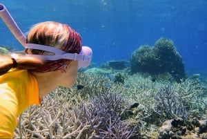 Cairns: Halvdags snorkling på Great Barrier Reef med alt inkluderet