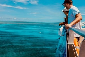 Cairns: Halvdags snorkling på Great Barrier Reef med alt inkluderet