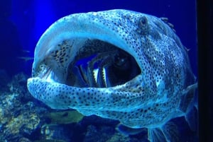 Cairns: Visita guiada crepuscular al acuario con cena de 3 platos