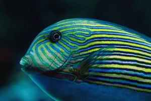 Cairns: Visita guiada crepuscular al acuario con cena de 3 platos