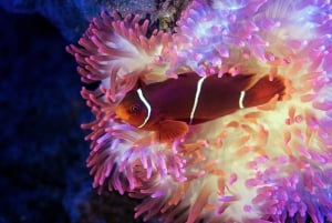 Cairns: Visita guiada crepuscular al acuario con cena de 3 platos