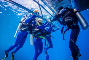 Cairns: Edullisin all-inclusive-riuttaretki sukelluksella