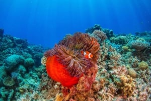 Cairns: Edullisin all-inclusive-riuttaretki sukelluksella