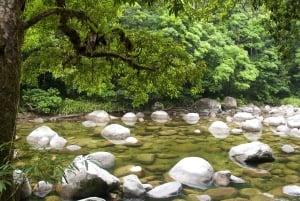 Cairns: Cape Tribulation, Daintree, Mossman och Port Douglas
