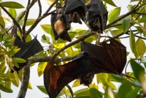 Cairns: Cape Tribulation, Daintree, Mossman och Port Douglas