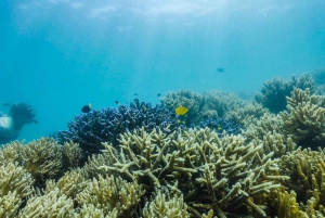 Cairns: Fitzroy Island Ferry with Optional Lunch & Activity