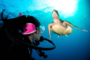 Cairns: Wielka Rafa Koralowa: 3-dniowa wycieczka nurkowa Liveaboard Dive Trip