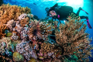 Cairns: Wielka Rafa Koralowa: 3-dniowa wycieczka nurkowa Liveaboard Dive Trip