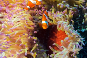 Cairns: Wielka Rafa Koralowa: 3-dniowa wycieczka nurkowa Liveaboard Dive Trip