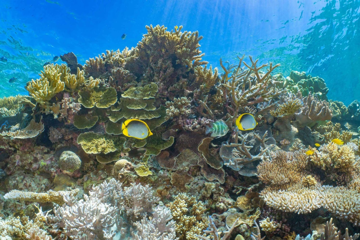 Cairns: Tour en barco por la Gran Barrera de Coral y la Isla Fitzroy