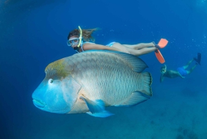 Cairns: Krydstogt ved Great Barrier Reef og 10 minutters helikoptertur