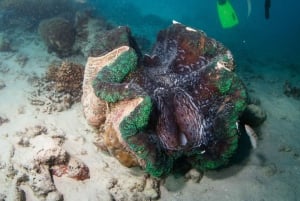 Cairns: Krydstogt ved Great Barrier Reef og 10 minutters helikoptertur