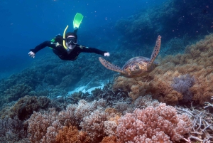 Cairns: Krydstogt ved Great Barrier Reef og 10 minutters helikoptertur