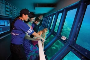 Cairns: Krydstogt ved Great Barrier Reef og 10 minutters helikoptertur