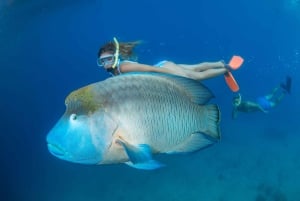 Cairns: Cruzeiro na Grande Barreira de Coral e 10 minutos de helicóptero